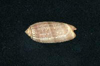 藏品(橙口榧螺)的圖片